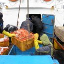 속초 붉은 대게 이미지