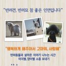 아지랑양이 이미지