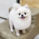 빛나개살롱 이미지