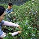 조현덕농장 이미지