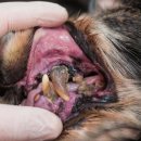 서서동물의료센터 이미지