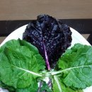 김종하 농장 이미지