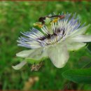 '시계꽃(패션프루트 : passion fruit/Passiflora edulis) 이미지