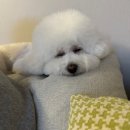 솜이랑 이미지