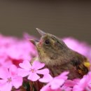 꽃가람펜션 이미지