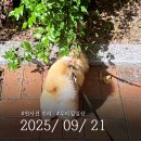 (주)엘디와이 | 2025년 9월 21일 보리랑 산책, 식물방 정모이야기