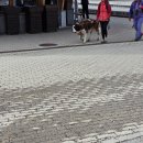 아리랑로37번길 1 | 헝 가족여행 | DAY10(2) | 스위스 :: 융프라우 37번길 트래킹🚶🏻‍♀️🚶🏻‍♂️🚶🏻‍♂️ | 여행 최고의 순간...