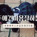 뽀뽀독스 네이버블로그
