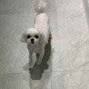 댕댕이 애견미용샵 이미지