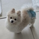 에덴동물병원 | 파주 운정 에덴동물의료센터 내돈내산 후기(과잉진료x, 강추🫶)