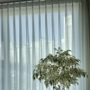 스테이 로운 이미지