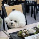 애견왕국 이미지