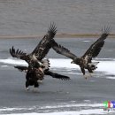 수리의 왕국 이미지