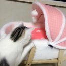 요리조리 흔들의자 이미지