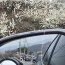 또오실마을 | 광양매화축제 매화마을 26년 3월 16일 실시간 개화율 수요일 비가 변수