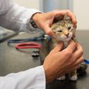 광주첨단YB동물병원 이미지