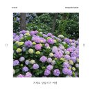 마하재활병원 | 수국이 만개한 하루, 거제 수국축제 당일치기 여행