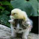 오늘도 힘차개 이미지