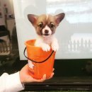 남양주 애견샵 이미지