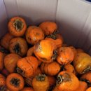 지리산 순심이네 캠핑 민박 이미지