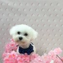 멍동이네 이미지