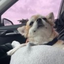 사인암오대감 이미지