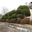 북부초등학교 이미지