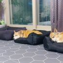 송담동물병원 이미지