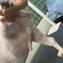 개예쁨 | 파주 운정 애견미용 내돈내산 추천, 개예쁨 강아지미용