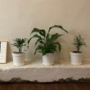 ATTO COFFEE 이미지