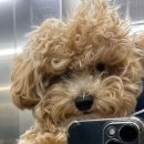 꿀강아지 테리하우스 이미지