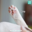 뉴로동물암센터 이미지