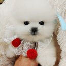 아기강아지 이미지