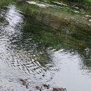 기세곡천 이미지