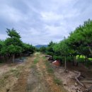 곰솔농장 이미지