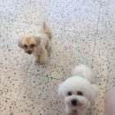 산두로펫살롱 이미지