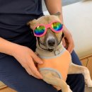 제이즈컴퍼니 | (정음가계부_5월2회차) 강아지 주간 호텔 이용 및 강아지 선글라스 선물 후기