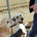 도그야 놀자 이미지