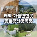 산양목장 | 강원도 태백 가볼 만한 곳, 이색 체험 장소 몽토랑산양목장 솔직 후기!
