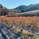 솔숲농원 이미지