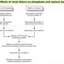 Re: 석회화의 원인 - 칼슘과 인의 불균형 이미지