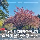 주)낙안온천 | 순천 선암사 겹벚꽃 개화 시기 | 4월 순천 가볼 만한 곳 순천만 국가 정원 낙안읍성 추천