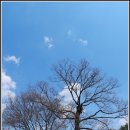 영풍 태장리 느티나무 이미지