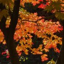 한방생태숲 이미지