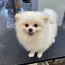 펫마트 강아지 논산점 | 논산 강아지 미용 어디서 할지 고민된다면? - 논산 펫마트 / 포메라니안 전체 가위컷 후기
