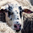 연수목장 이미지