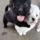 얘들아 우리 집에 도착한 피규어자랑해더되...? 이미지