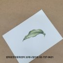보태니컬 아트(기초) 이미지