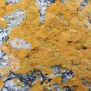 해암리 게바위 이미지