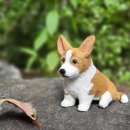 강아지 꼬야 이미지